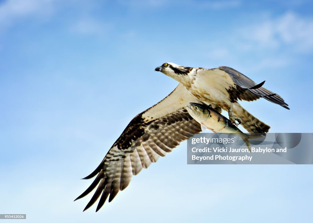 Osprey Flying High with Fish at Caumsett State Park