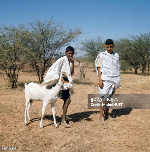 Enfants surveillant une chèvre à Nouadhibou, Mauritanie.