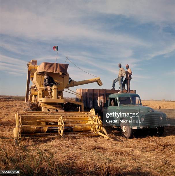 Moissonneuse-batteuse dans un champ de riz à Richard-Toll, Sénégal.