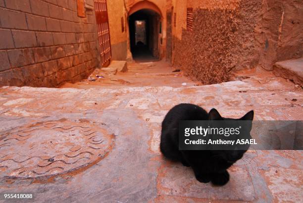 Black cat sitting by manhole with archway in background, Melika, Algeria.
