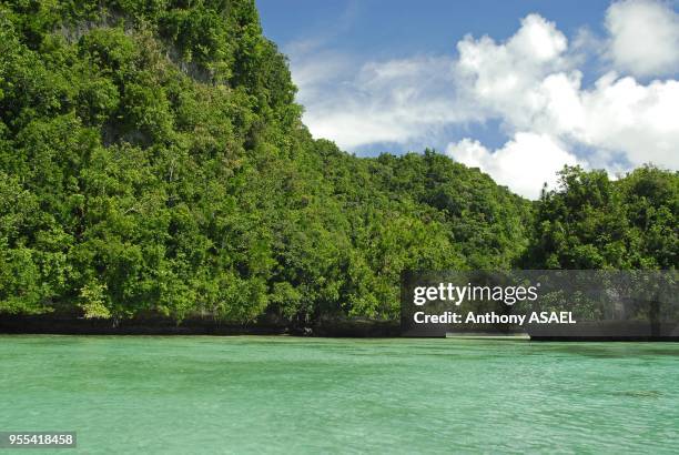 River by huge hillock covered with lush foliage, Rock Islands, Palau.