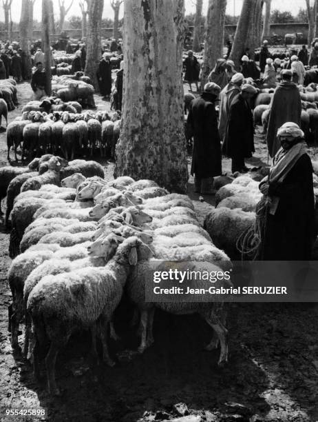 Marché aux moutons à Boufarik, Algérie.