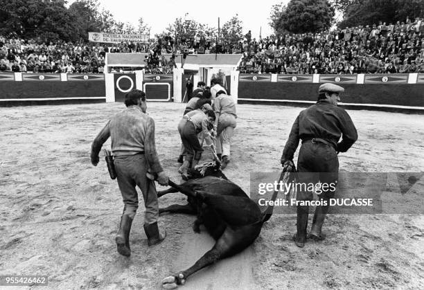 Dégagement d'un taureau tué lors d'une corrida de l'?ecole Nationale de Tauromachie?, à Madrid, Espagne.