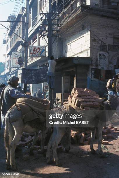 Anes transportant des briques sur un chantier, dans une rue de Peshawar, Pakistan.