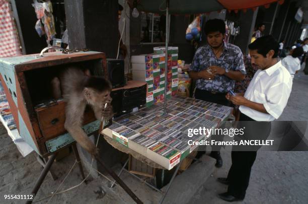 Singe sur le stand d'un marchand de casettes audios à Nueva Loja , Equateur.