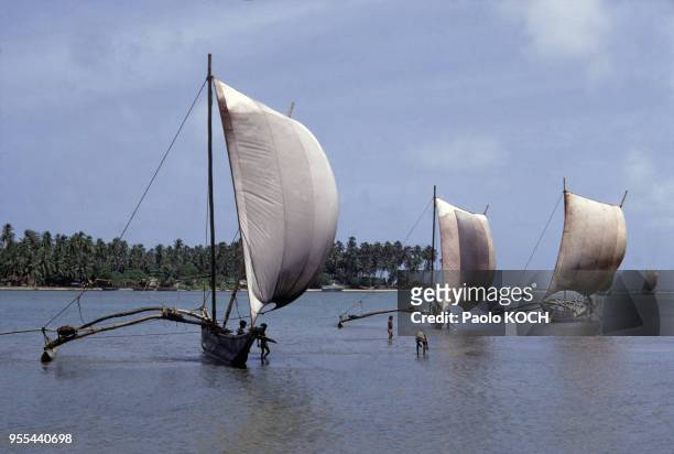 Pirogues à balancier dans la baie de Negombo, Sri Lanka.