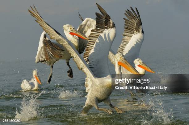 dalmatian pelicans - pelecanus crispus stock pictures, royalty-free photos & images