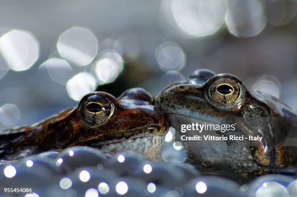 the kiss - extreme close up kiss stock pictures, royalty-free photos & images