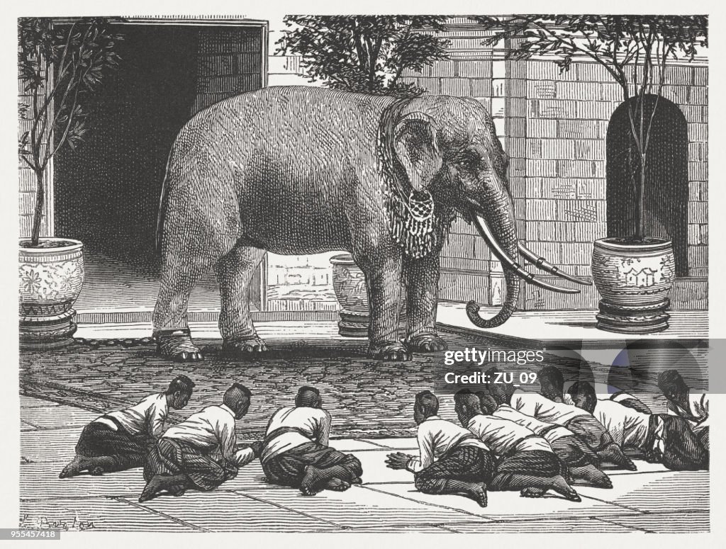 Sacred White Elephant In Java Wood Engraving Published 1888 High-Res ...