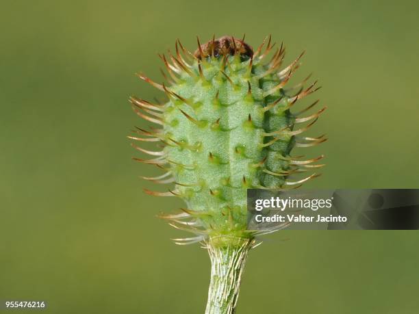poppy (papaver hybridum) - papaver hybridum stock pictures, royalty-free photos & images