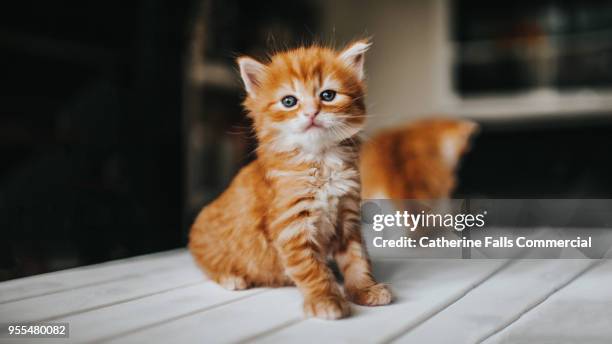 two kittens in a domestic environment - cute kitten stock-fotos und bilder