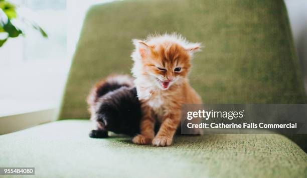 two kittens in a domestic environment - ニャーニャー鳴く ストックフォトと画像