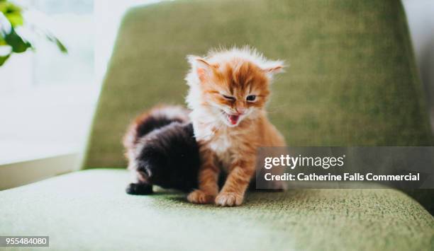 two kittens in a domestic environment - meowing bildbanksfoton och bilder