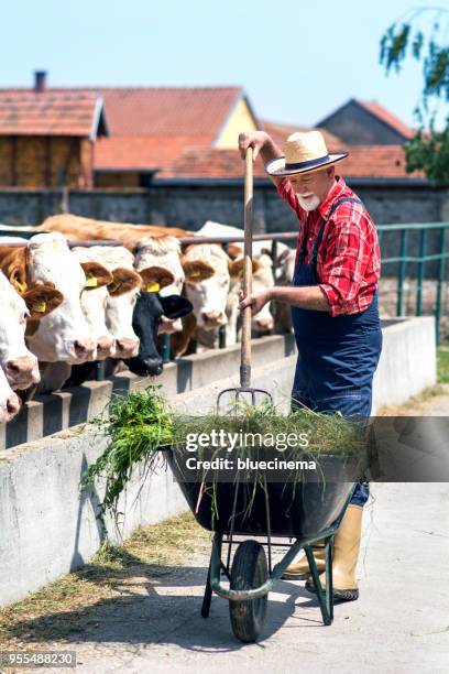 boer voeding koeien - kauwberg stockfoto's en -beelden