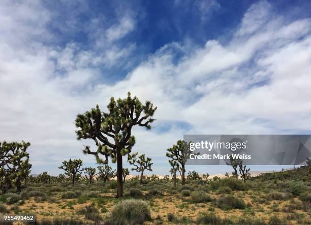 joshua tree - sharp rock formation stock pictures, royalty-free photos & images