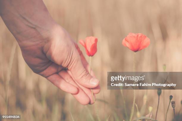 close-up of a hand picking a wild poppy - samere fahim fotografías e imágenes de stock