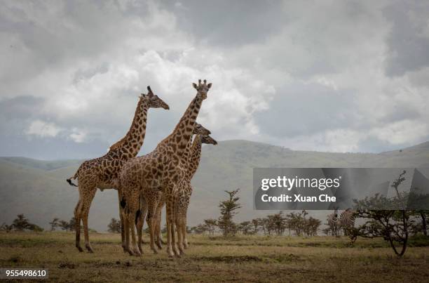 giraffes in ngorongoro - xuan che stock-fotos und bilder