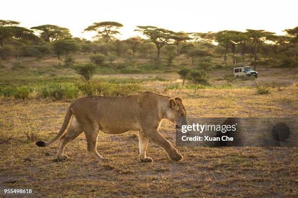 lion in serengeti national park - xuan che stock-fotos und bilder