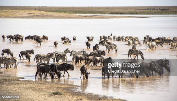 animal migration in serengeti - xuan che fotografías e imágenes de stock