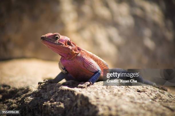 wildlife in serengeti - xuan che fotografías e imágenes de stock