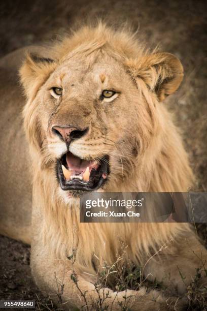 male lion in serengeti - xuan che stock-fotos und bilder