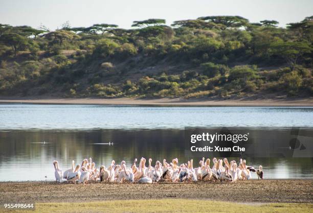 wildlife in serengeti - xuan che fotografías e imágenes de stock