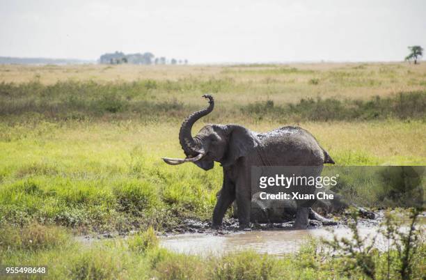 elephants in serengeti - xuan che stock-fotos und bilder
