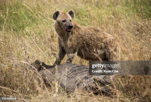 hyena - xuan che fotografías e imágenes de stock