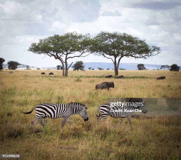 zebras in serengeti - xuan che fotografías e imágenes de stock