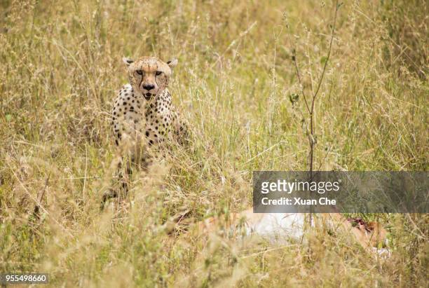 cheetahs in serengeti - xuan che stock-fotos und bilder