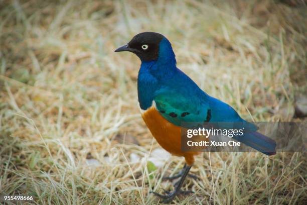 bird in serengeti - xuan che stock-fotos und bilder