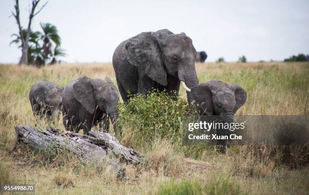 elephants in serengeti - xuan che fotografías e imágenes de stock