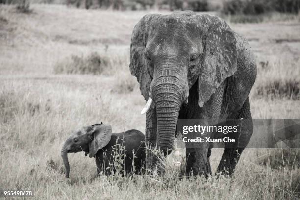 elephants in serengeti - xuan che stock-fotos und bilder