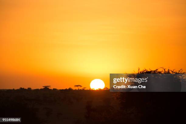 sunrise on african savanna - xuan che stock-fotos und bilder