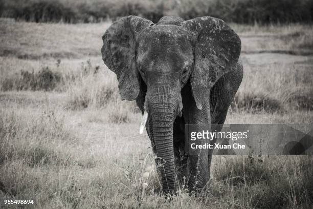 elephants in serengeti - xuan che stock-fotos und bilder