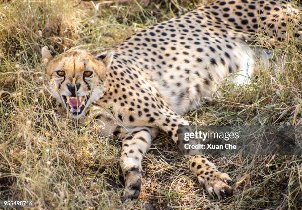 cheetahs in serengeti - xuan che fotografías e imágenes de stock