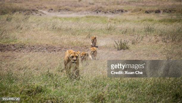baby lions and mother in serengeti national park - xuan che fotografías e imágenes de stock