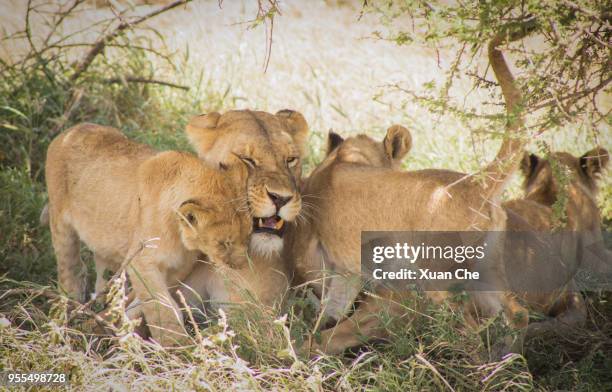 lion in serengeti national park - xuan che stock-fotos und bilder