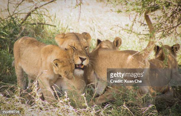 lion in serengeti national park - xuan che fotografías e imágenes de stock