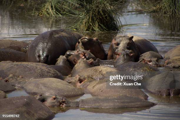 hippos in serengeti - xuan che fotografías e imágenes de stock