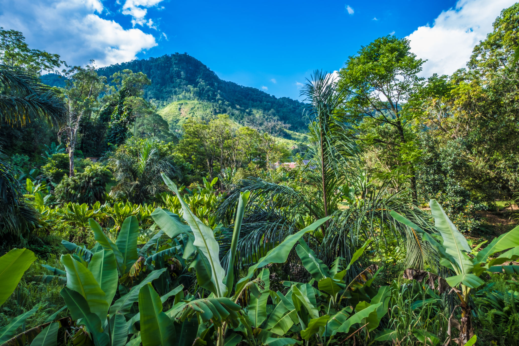 madagascar rainforest