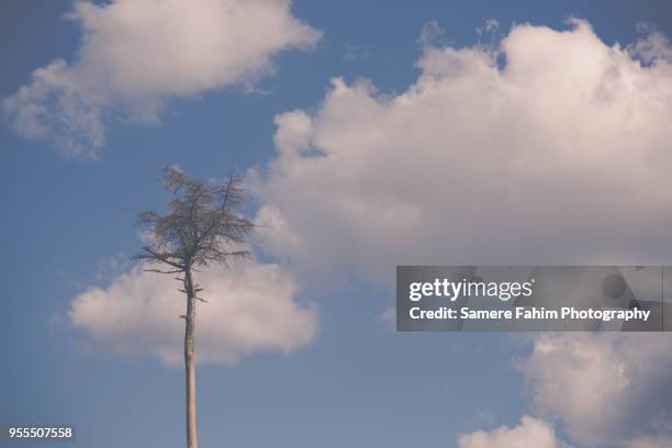 low angle view of tree against sky - samere fahim bildbanksfoton och bilder