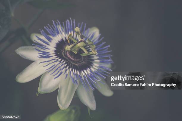 blue passion flower (passiflora caerulea) - samere fahim bildbanksfoton och bilder