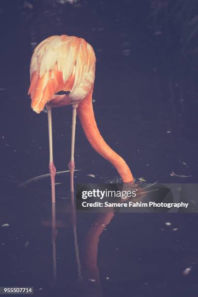 a pink flamingo eating - samere fahim fotografías e imágenes de stock