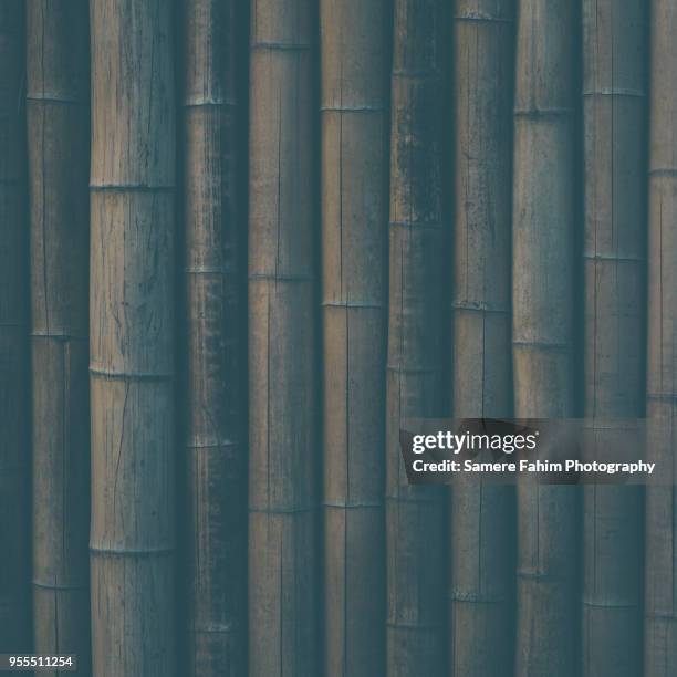 close up of bamboo growing - samere fahim bildbanksfoton och bilder