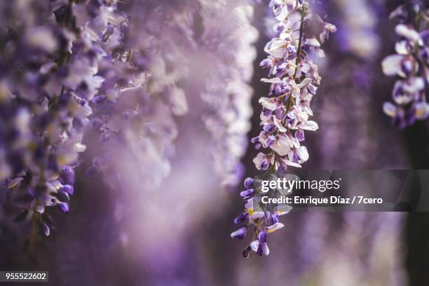 wisteria in early spring blossom close up 2 - ponte de lima stock pictures, royalty-free photos & images
