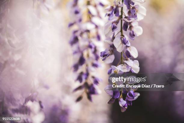 wisteria in early spring blossom close up 1 - ponte de lima stock pictures, royalty-free photos & images