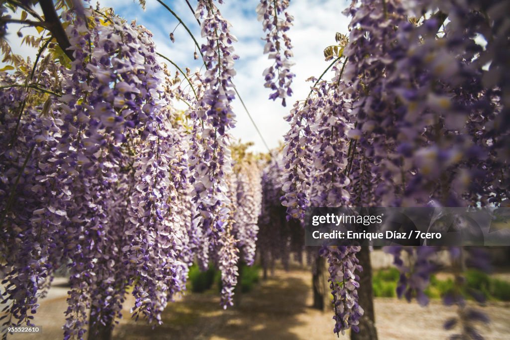 Wisteria in Ponte De Lima, Early Spring