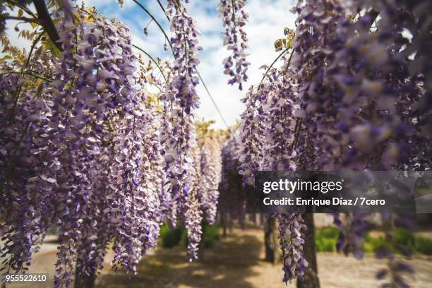 wisteria in ponte de lima, early spring - ponte de lima stock pictures, royalty-free photos & images