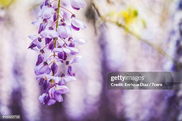 wisteria in early spring blossom close up 4 - ponte de lima stock pictures, royalty-free photos & images